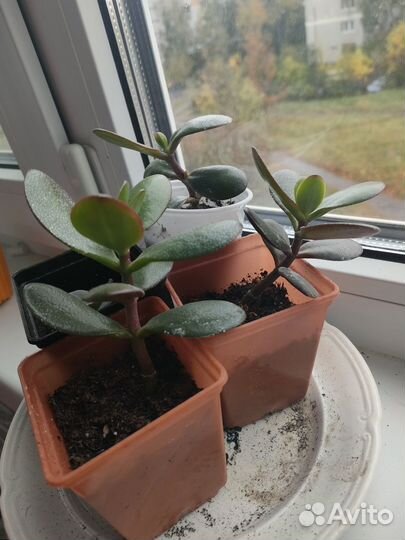 Толстянка (денежное дерево)