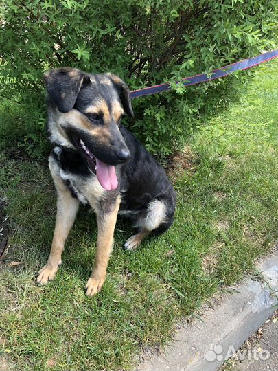 Собака бесплатно в добрые руки