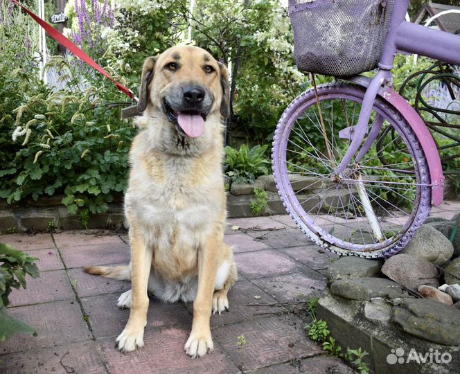 Очаровательная собака-улыбака Маня 2 года