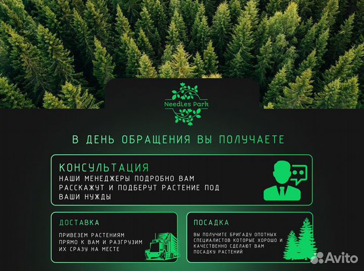 Туя западная смарагд,колумна