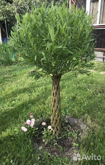 Плетеное дерево из ивы. Одинцово