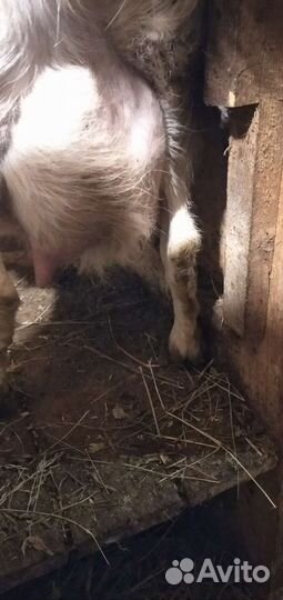 Козы, козлы