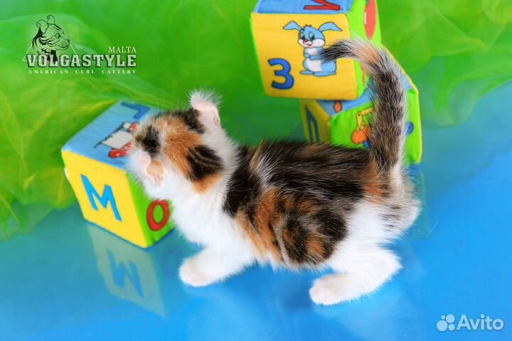 Американский кёрл Мальта, с родословной