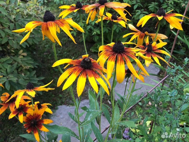 Многолетние цветы продаю