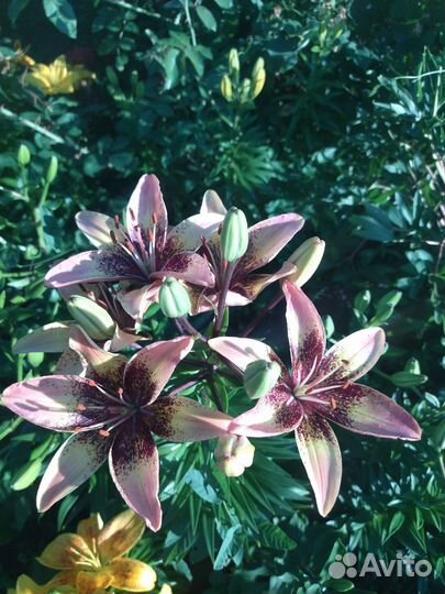 Продам луковицы лилий, можно на срез