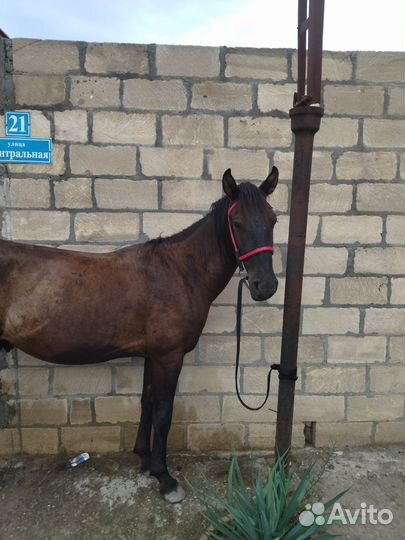 Лошадь жеребец