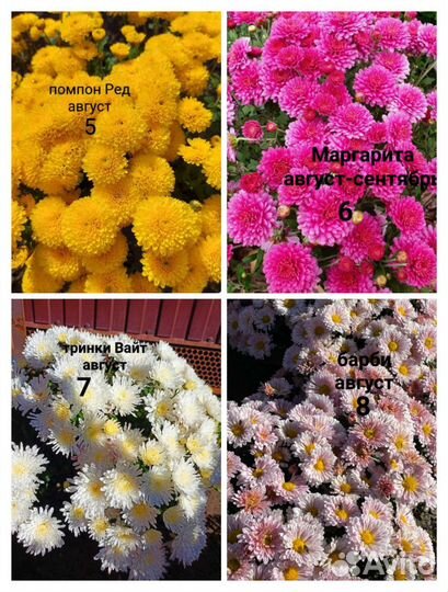 Хризантемы мультифлора