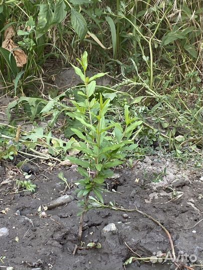 Саженцы граната