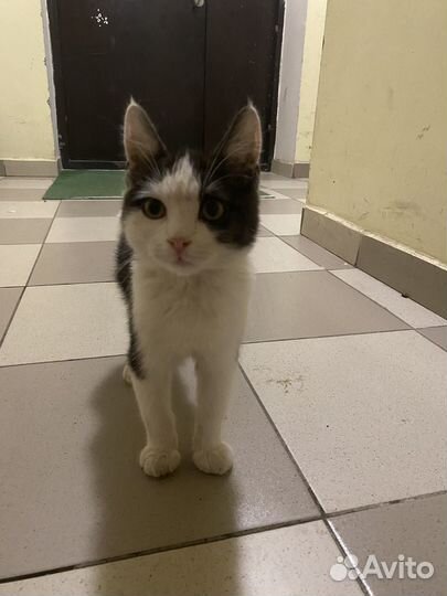 Котенок в добрые руки