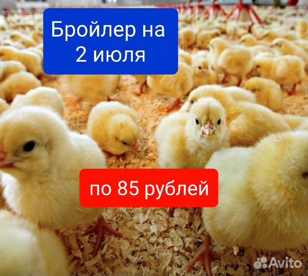 Несушки (цыплята), бройлеры