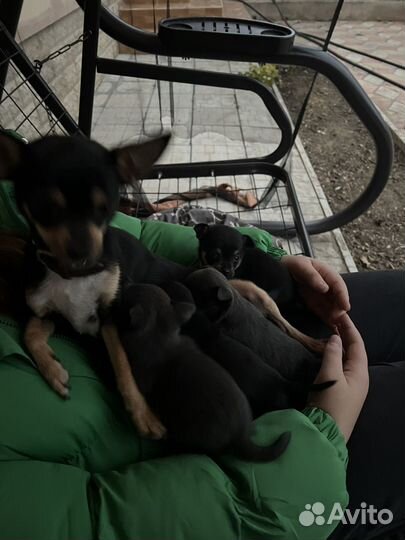 Щенки чихуахуа