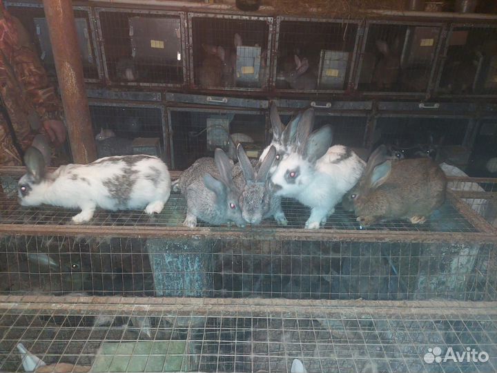 Кролик, мясо кролика