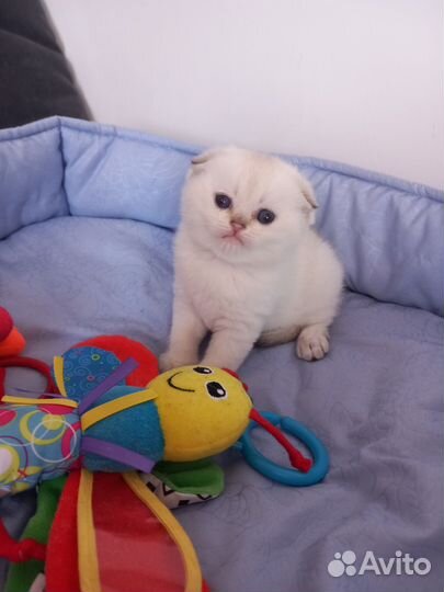 Шотландский котенок