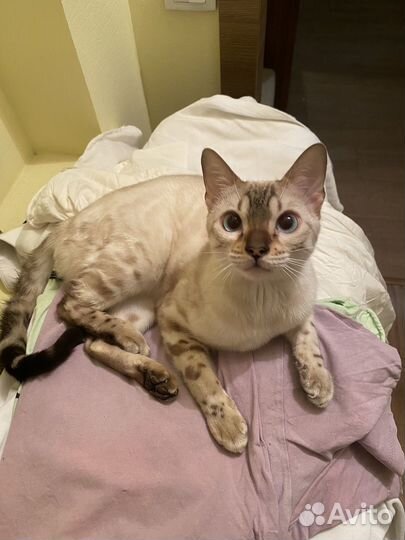 Бенгальский котенок мальчик