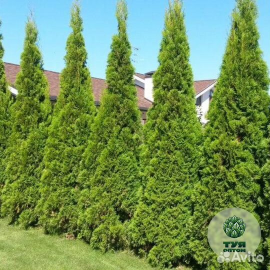 Туя смарагд 150 см