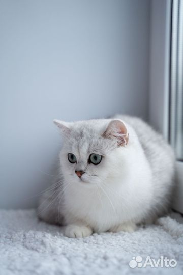 Британская серебристая кошка