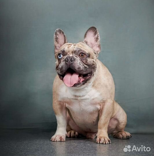 Кобель для вязки