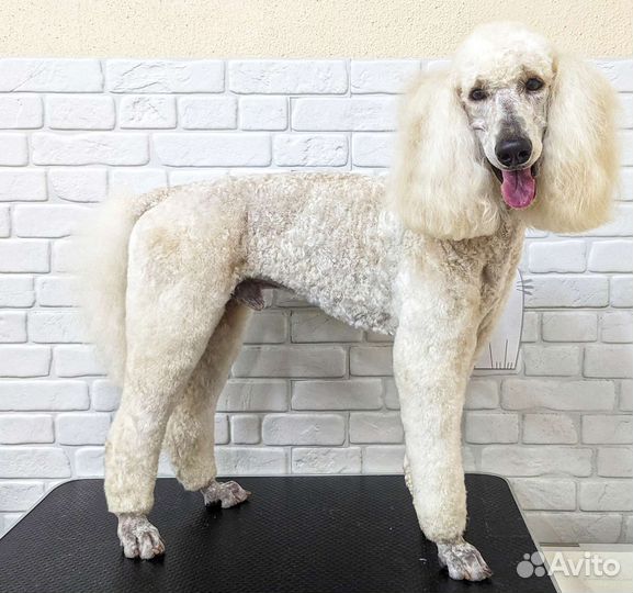 Стрижка кошек и собак, тримминг, экспресс-линька