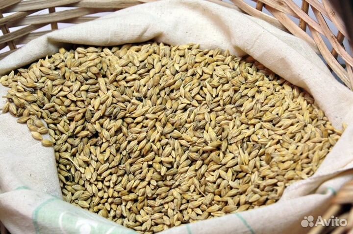 Корма для С/Х животных. Пшеница, Ячмень, Кукуруза