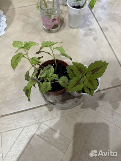 Комнатные цветы