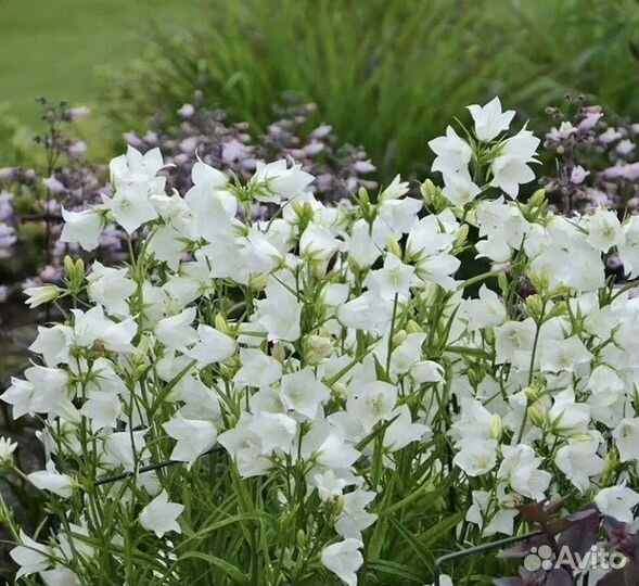 Колокольчики:персиколистный,точечный и карпатский