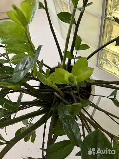 Замиокулькас долларовое дерево