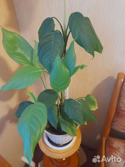 Англаонема скромная