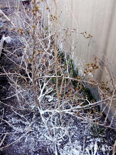 Смородина.и крыжовник был без шипов