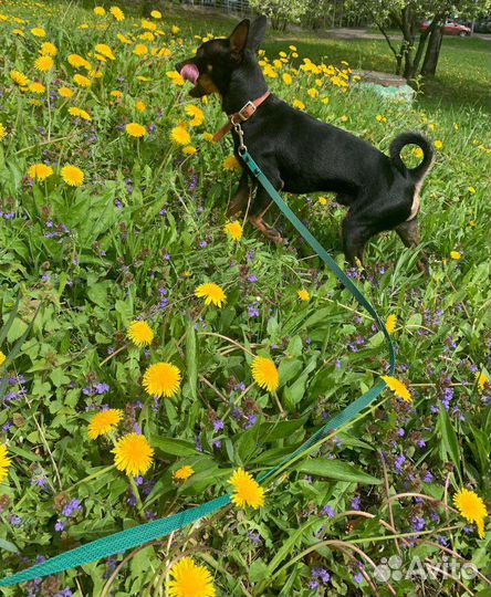 Кобель, вязка