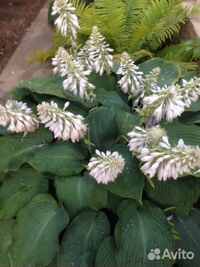 Хоста Blue Angel