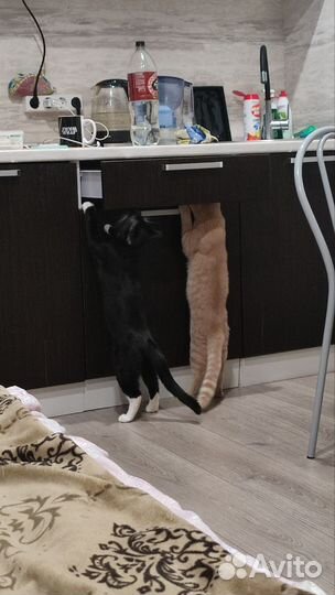 Коты неразлучники