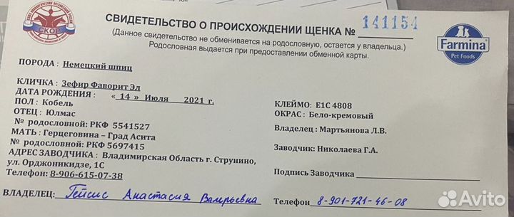 Немецкий шпиц вязка