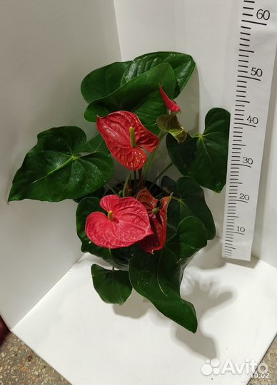 Антуриум микс