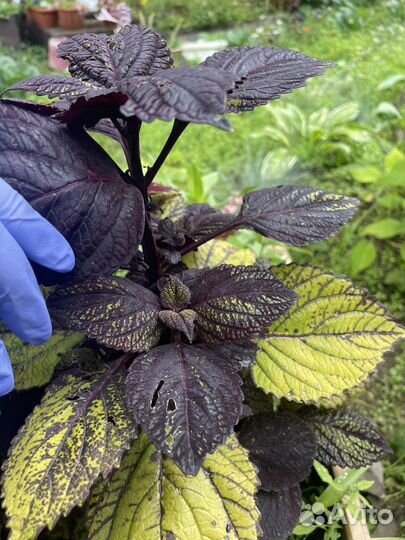 Колеусы вегетативные срез