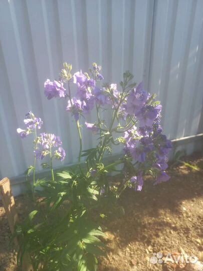 Кустик синюхи голубой