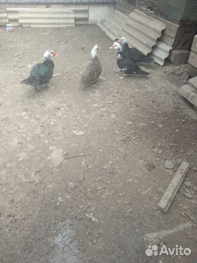 Утки шипуны