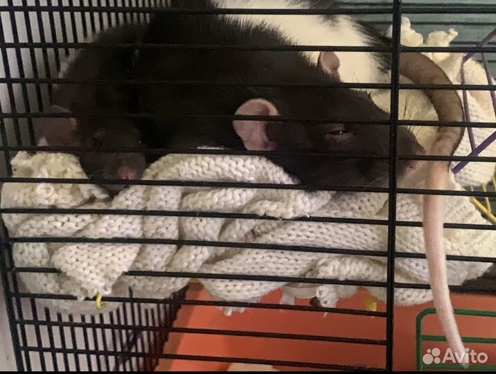 Крыса в добрые руки