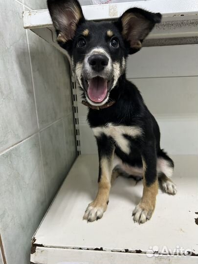 Щенок девочка в добрые руки