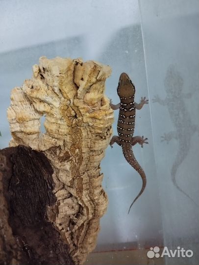 Ящерица кольцехвостая, геккон, сцинк, агама