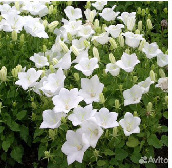 Колокольчик карпатский белый многолетник