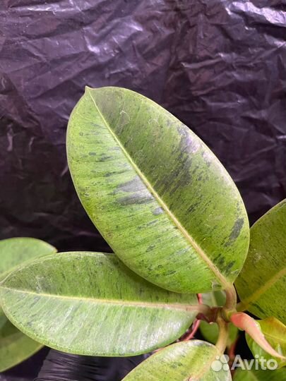 Фикус шривериана