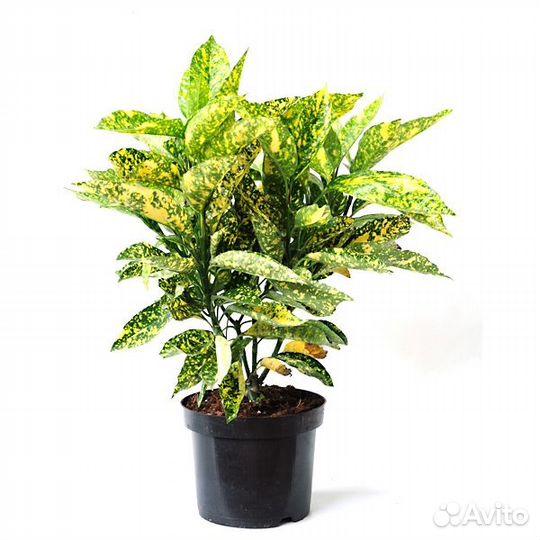 Цветы пальма аукуба золотое дерево денежное