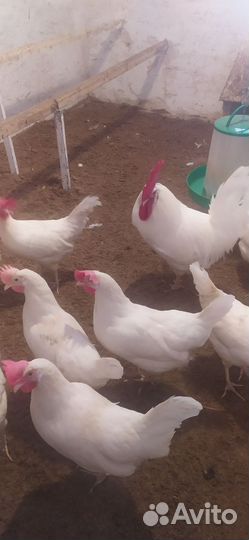 Инкубационное яйцо