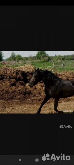 Конский навоз