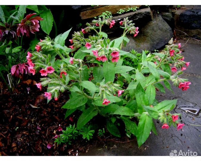 Медуница красная Redstart