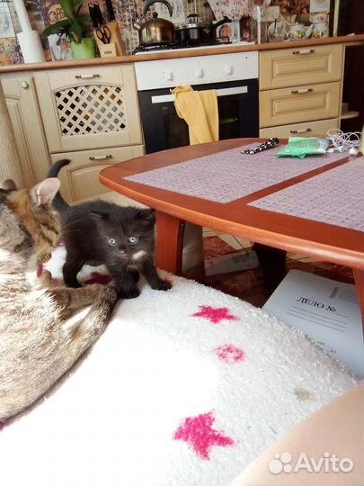 Кошка в дар бесплатно В добрые руки