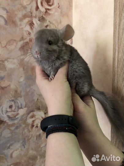 Шиншиллы-девочки