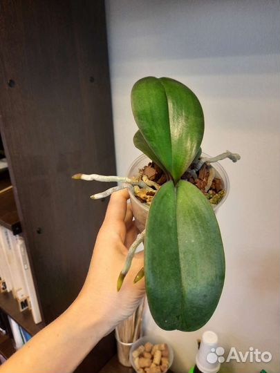 Орхидея фаленопсис I-Hsin Fantastic Pearl '510'