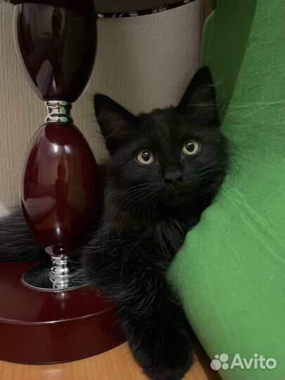 Котенок в добрые руки