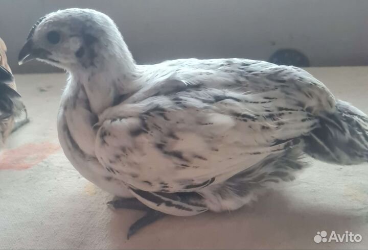 Лакеданзи курочки и петушки